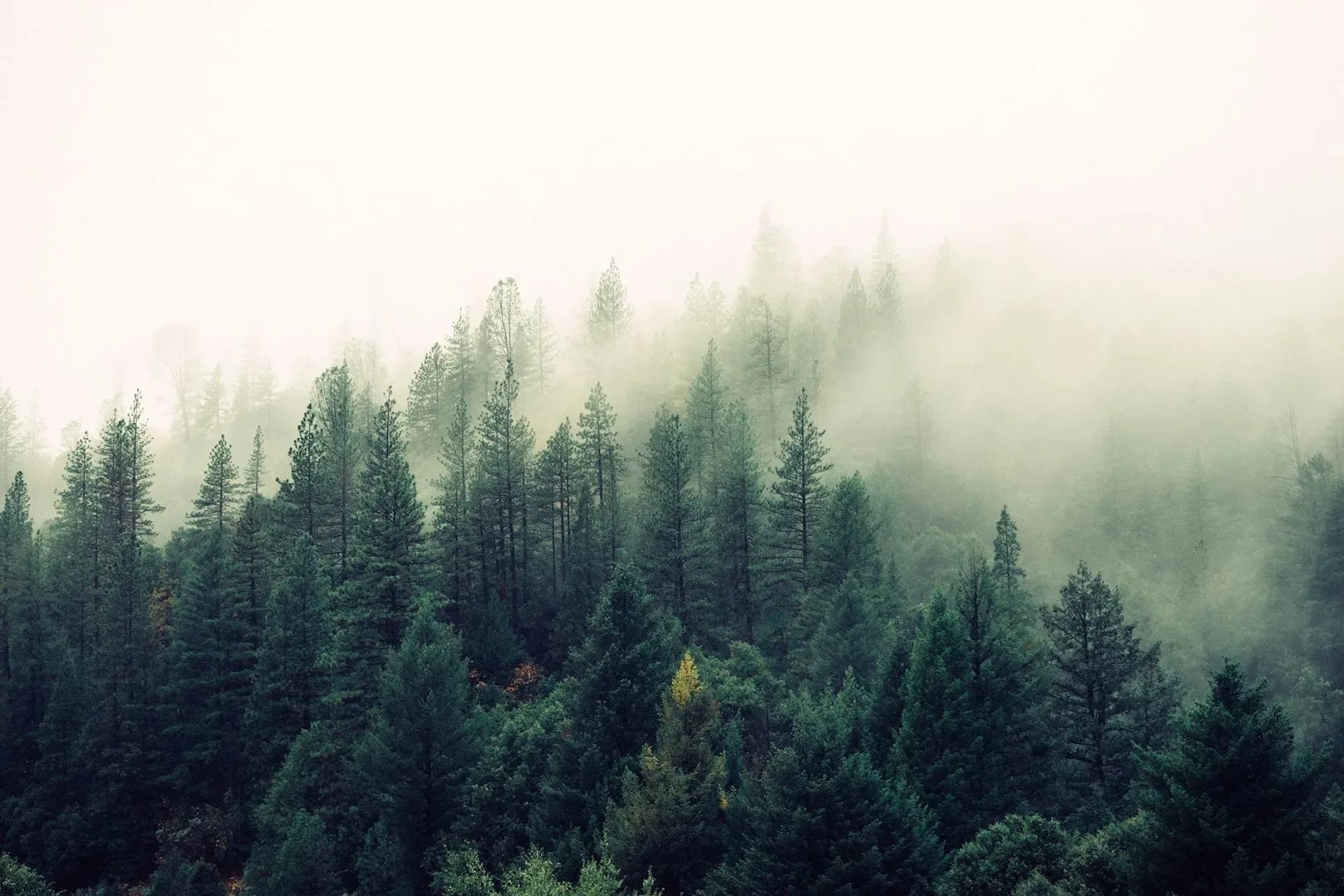 Lush green forest canopy background with morning fog